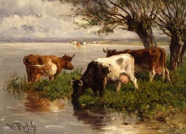 Cows near water